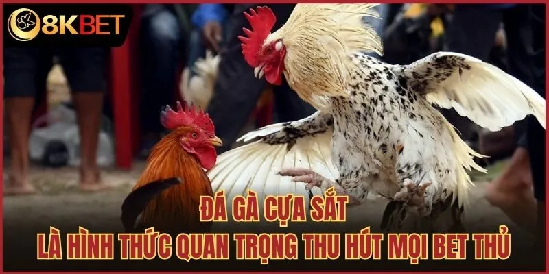 Đá gà cựa sắt là hình thức quan trọng thu hút mọi bet thủ
