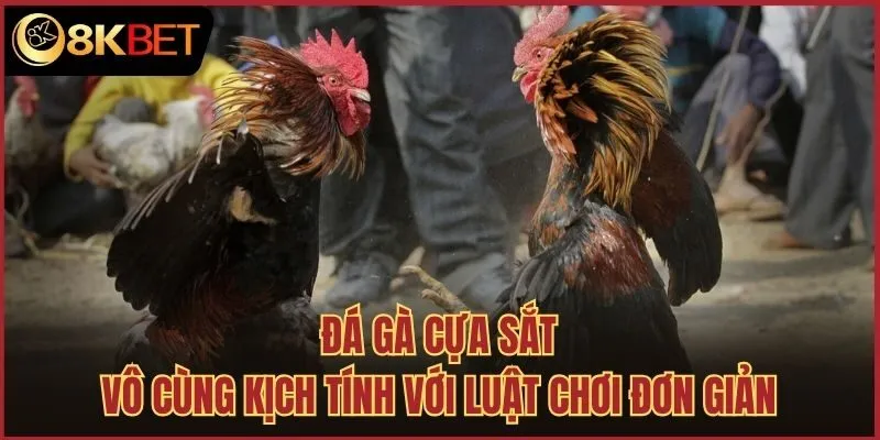 Đá gà cựa sắt vô cùng kịch tính với luật chơi đơn giản
