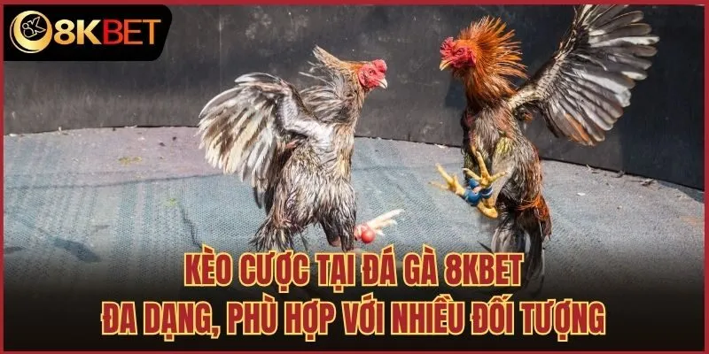 Kèo cược tại đá gà 8kbet đa dạng, phù hợp với nhiều đối tượng